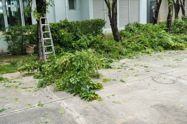 Best Leaf Removal Services  in USA